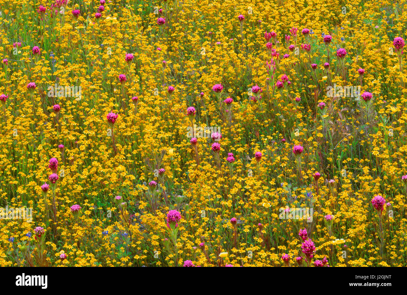 Stati Uniti, California, Costiera montagne, lussureggiante fioritura di primavera di goldfields e viola gufi clover presso Shell Creek Valley. (Grandi dimensioni formato disponibile) Foto Stock