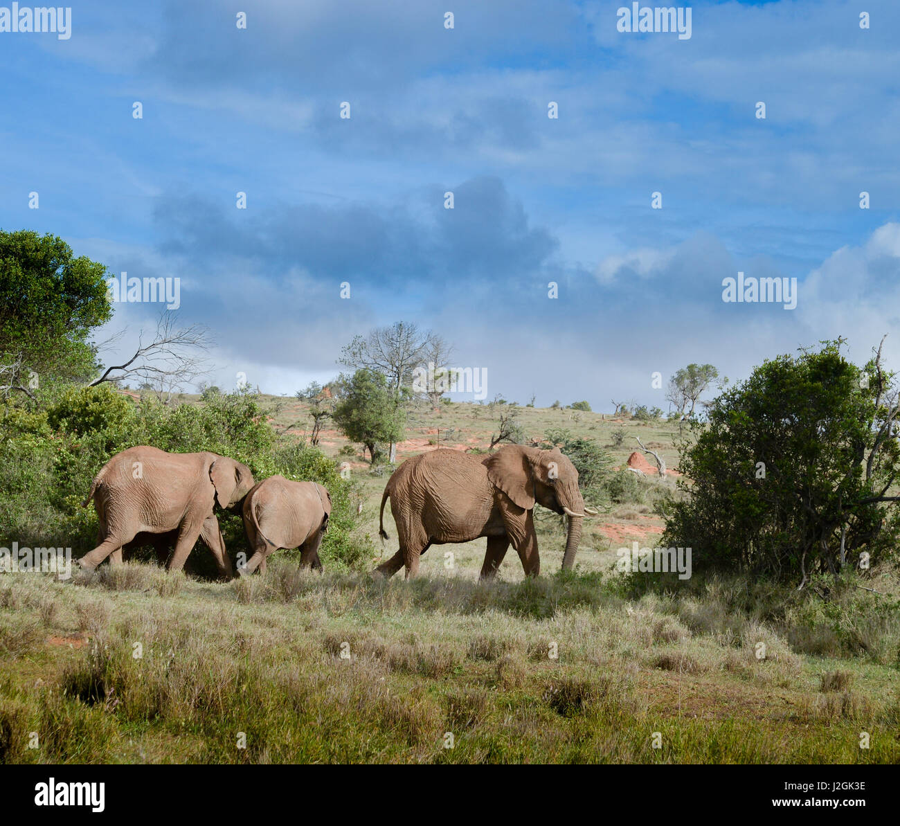 Gli elefanti africani, Kenya Foto Stock