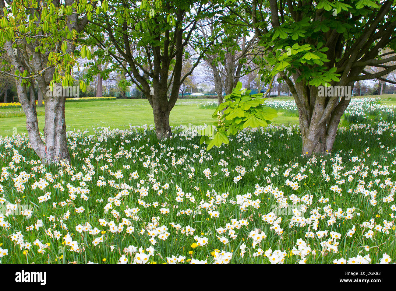 Letti di narciso bianco e giallo narcisi su un pendio erboso di un parco pubblico a Barnet's Desmesne a Belfast a fine aprile appena prima della fioritura Foto Stock