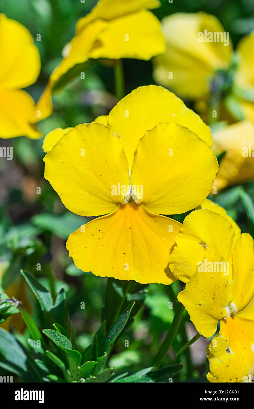 Giallo Viola tricolore fiore di primavera nel parco Foto Stock