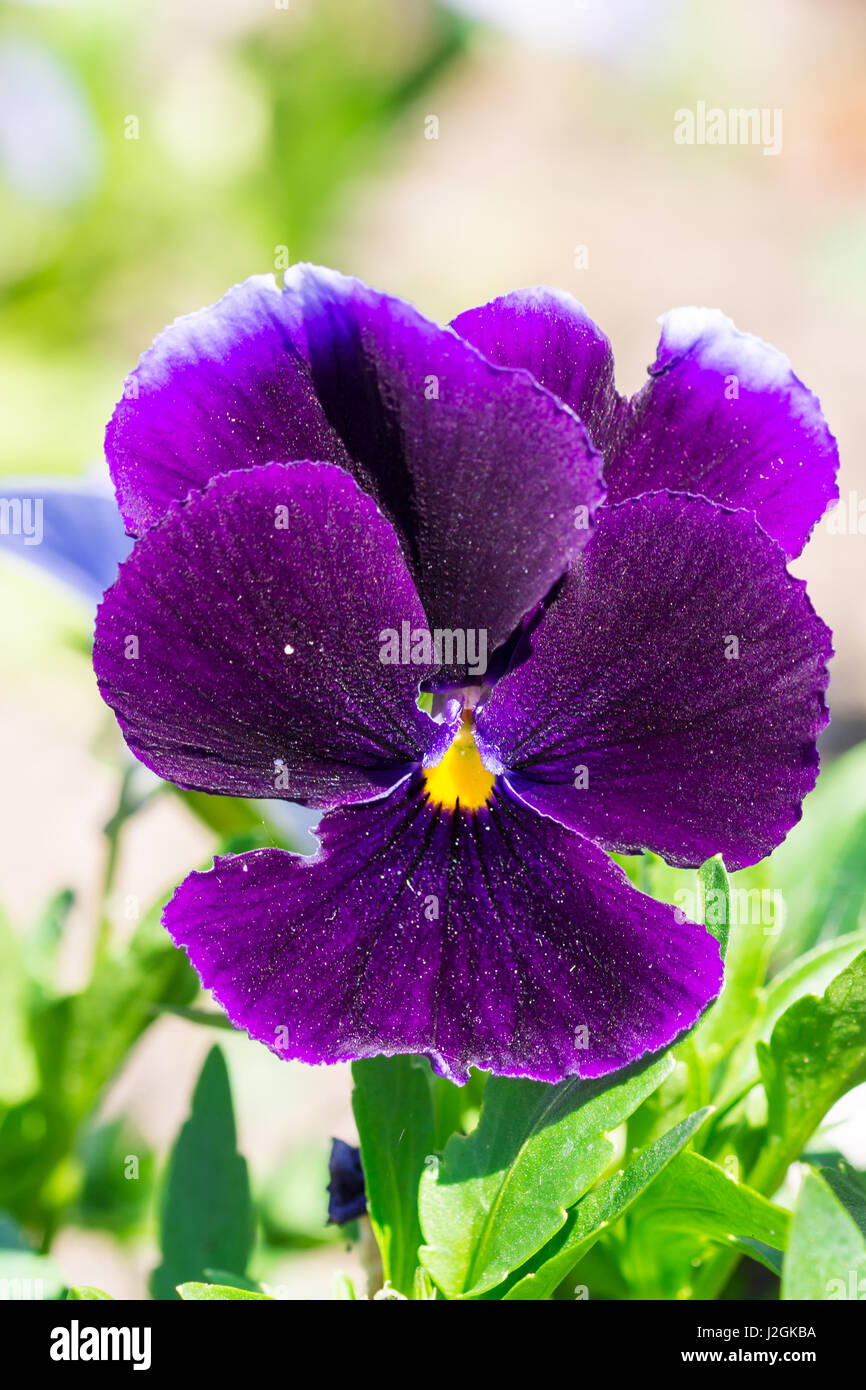 La Borgogna Viola tricolore fiore di primavera nel parco Foto Stock