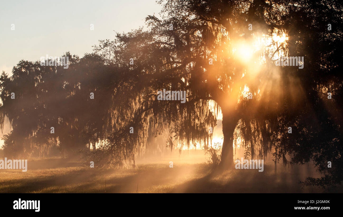 Sunray brillare attraverso la nebbia e alberi di quercia vicino al San Giovanni fiume in Florida Foto Stock
