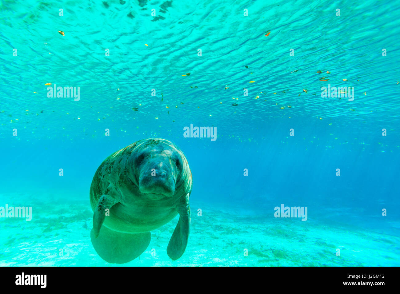 Lamantino nuoto in acque chiare di Crystal River, Florida Foto Stock