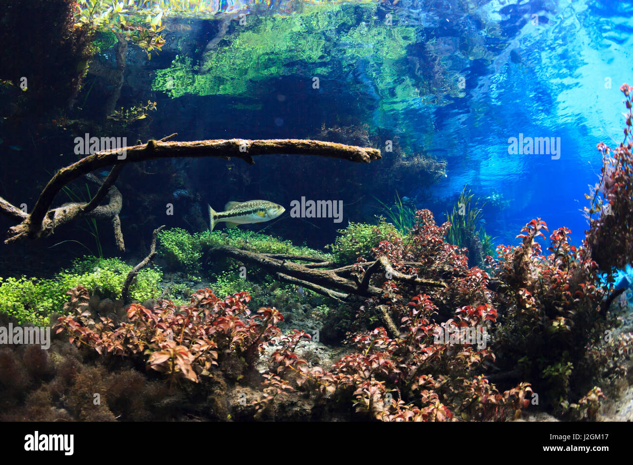 Fotografia subacquea di largemouth bass nelle limpide acque blu della molla Itchetucknee, Florida. Foto Stock