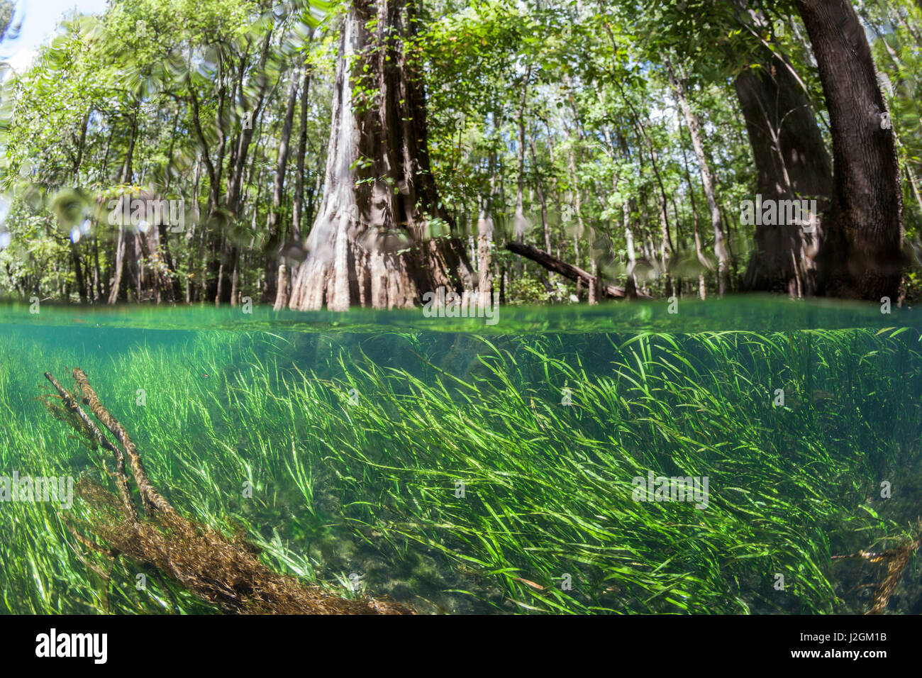 Al di sopra e al di sotto dell'immagine che mostra le chiare acque blu e cipresso foresta litorale della molla Itchetucknee, Florida. Foto Stock