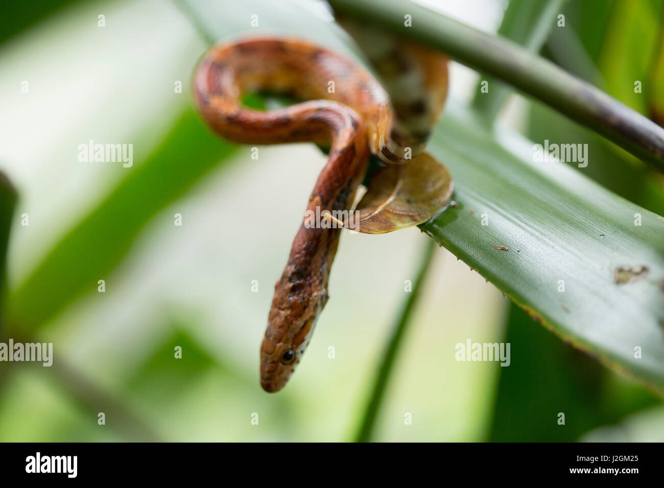 Un corn snake eyes guardare direttamente la fotocamera in questo ritratto di serpente nel mio giardino, Bradenton, Florida. Foto Stock