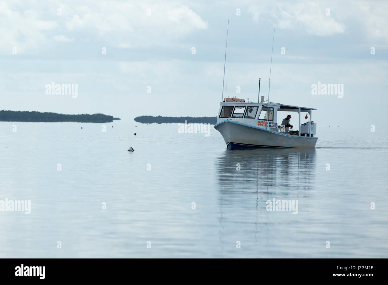 Un pescatore di aragoste misure la sua cattura su acque calme off della bacchetta di caricamento chiave, Florida Foto Stock