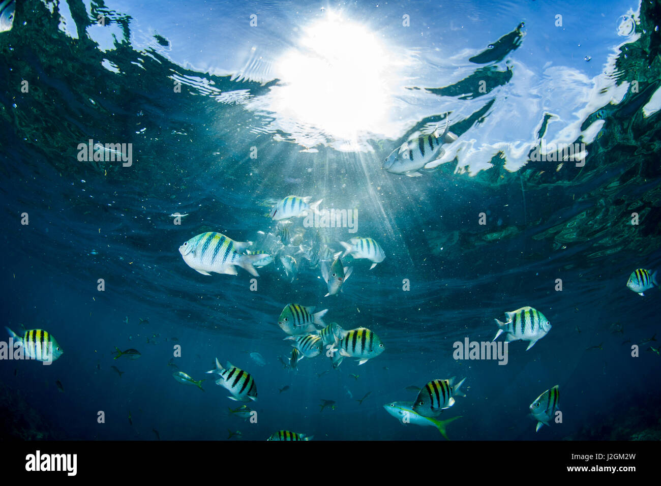 Una scuola di Sergente Maggiore i pesci nuotano vicino alla superficie con raggi solari che brilla attraverso le chiare acque blu vicino a Looe Key Reef, Florida Keys. Foto Stock