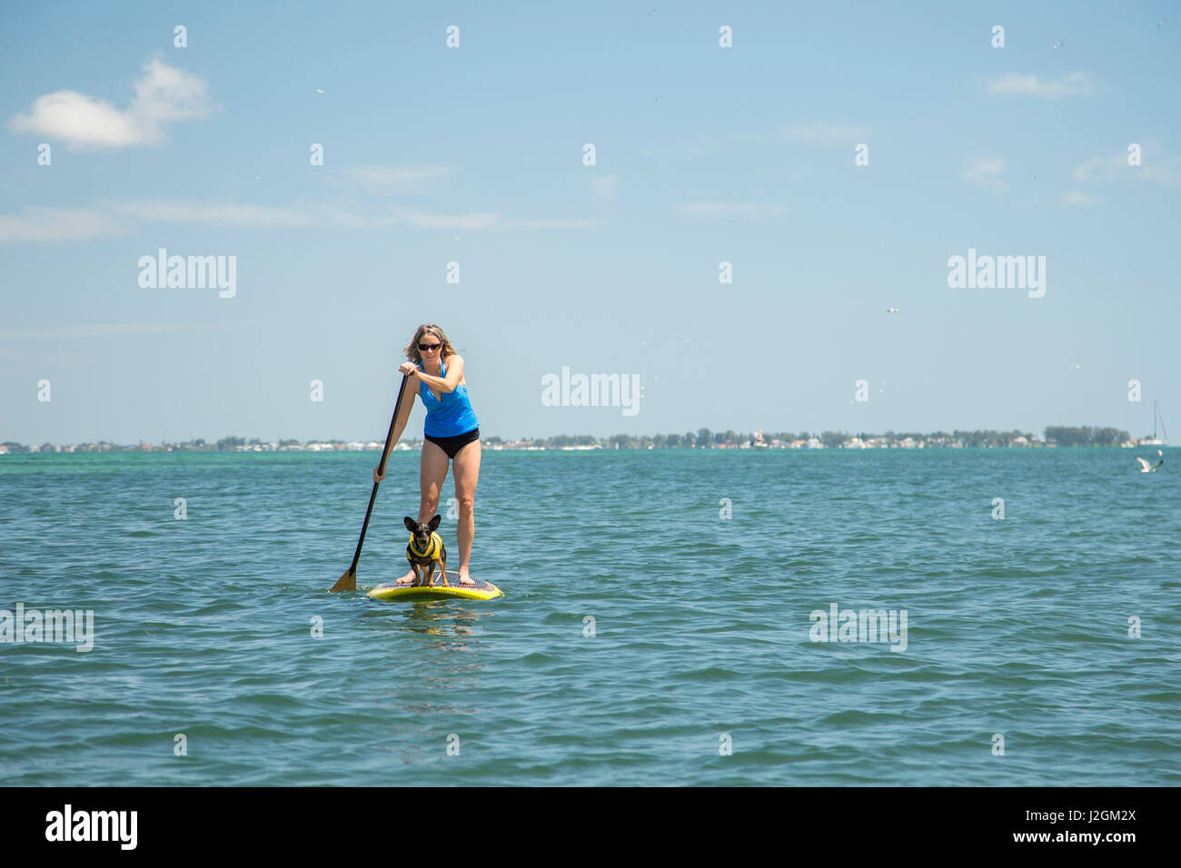 Donna paddle imbarco con piccolo cane sulla parte anteriore della scheda nei pressi di Anna Maria Island, Florida. Foto Stock