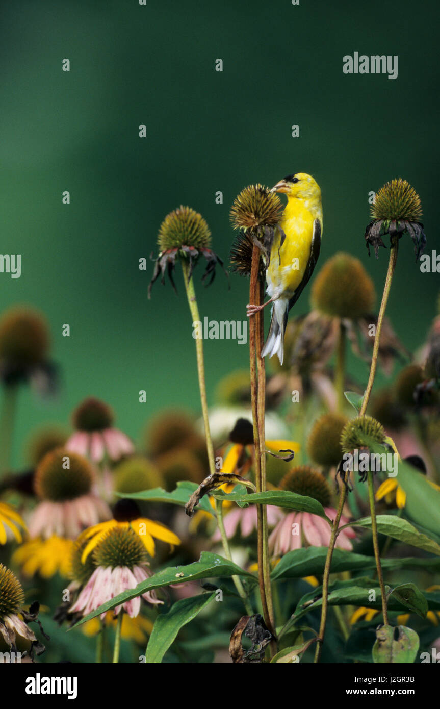 American Cardellino (Carduelis Tristis) maschio mangiare Purple coneflower semi Marion, IL Foto Stock