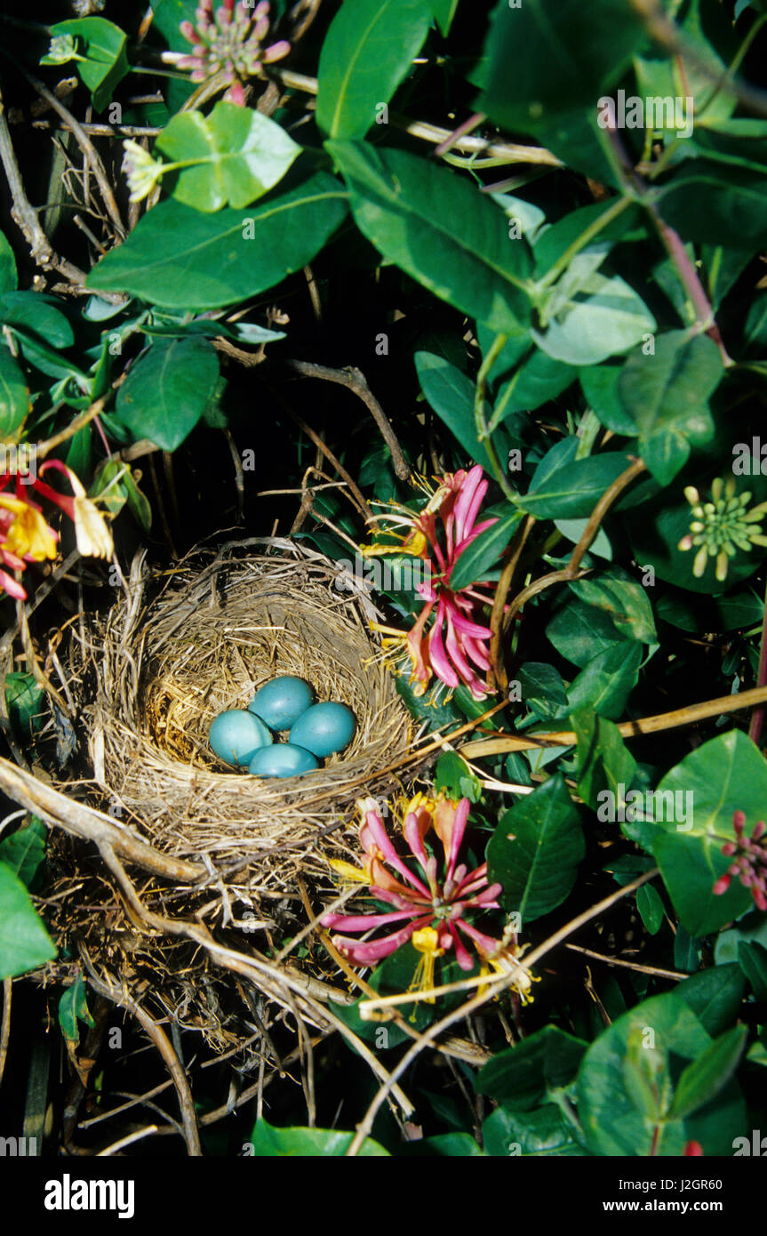 American Robin (Turdus migratorius) nido con quattro uova in oro di fiamma (Caprifoglio Lonicera heckrotti) vine Marion, Il Foto Stock
