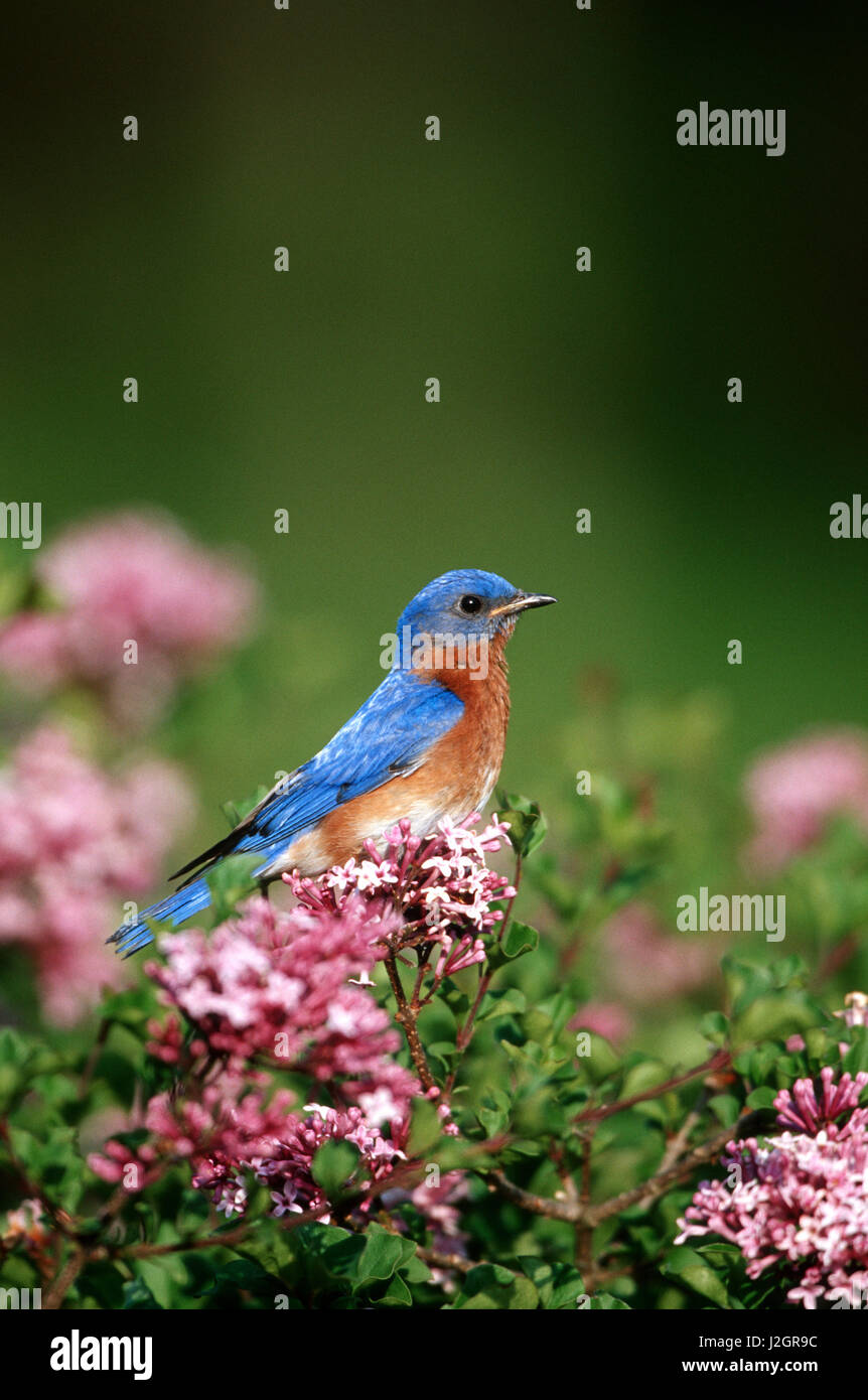 Orientale (Bluebird Sialia sialis) maschio in coreano Nana (Lilla Syringa meyeri 'Palibin') di Marion, IL Foto Stock