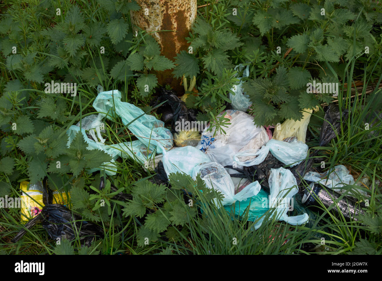 Cane di sacchetti di rifiuti a sinistra a lato del sentiero su Cannock Chase. Staffordshire. Regno Unito Foto Stock