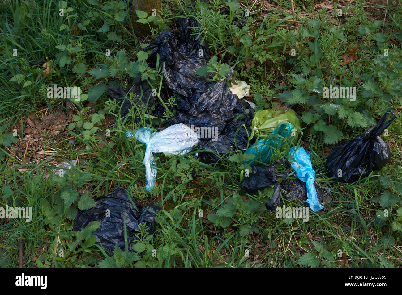 Cane di sacchetti di rifiuti a sinistra a lato del sentiero su Cannock Chase. Staffordshire. Regno Unito Foto Stock