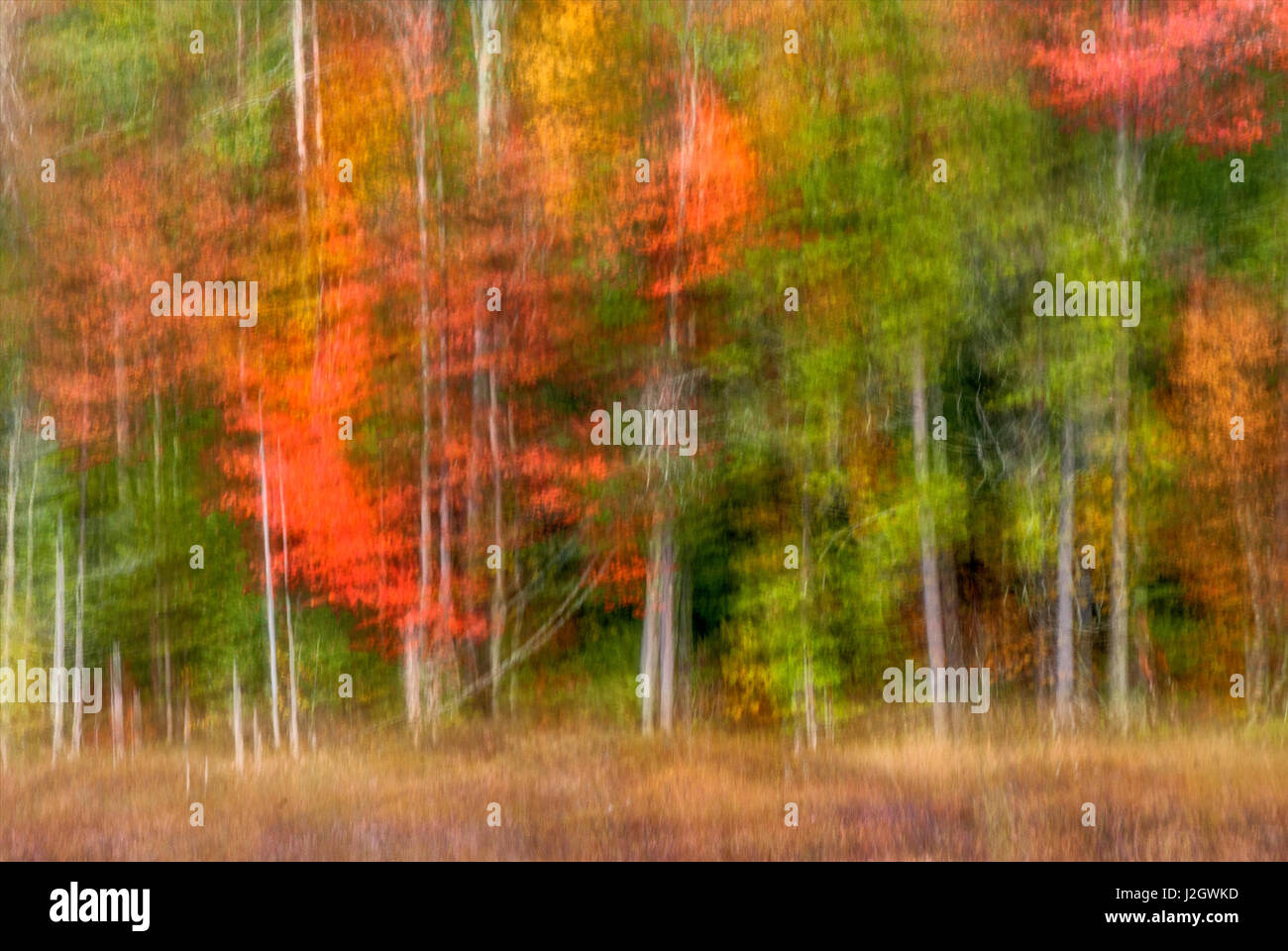 Stati Uniti d'America, New York, Montagne Adirondack. Abstract della foresta. Credito come: Jay O'Brien Jaynes / Galleria / DanitaDelimont.com Foto Stock