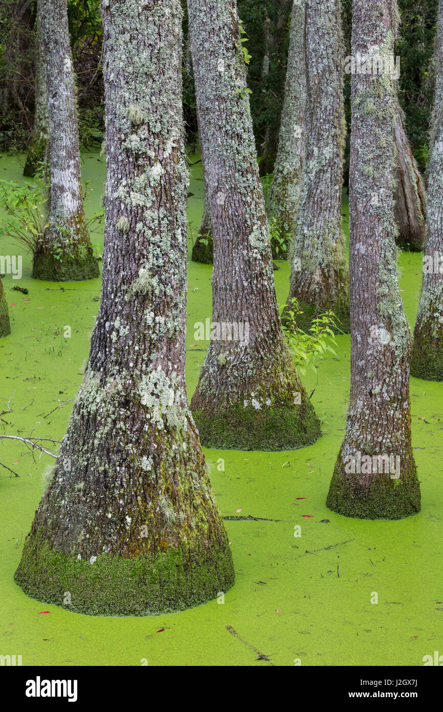 Stati Uniti d'America, Sud Carolina, Charleston, Magnolia Plantation. Tupelo alberi in acqua SWAMP. Credito come: Don Paulson Jaynes / Galleria / DanitaDelimont.com Foto Stock