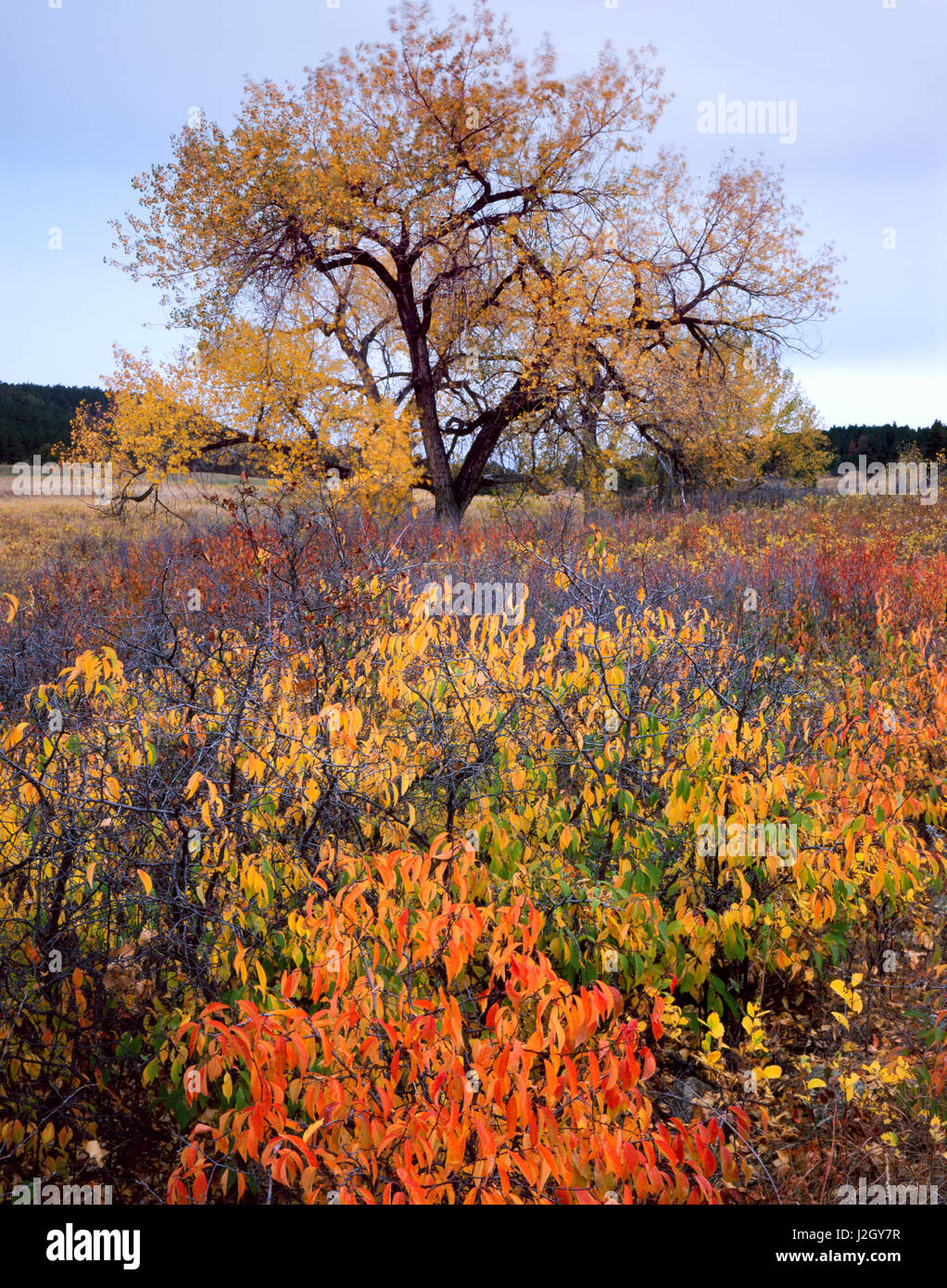 Custer State Park, Sud Dakota. Stati Uniti d'America. Pioppi neri americani di alberi e vegetazione ripariale nell'autunno del vicino torrente francese. Black Hills. (Grandi dimensioni formato disponibile) Foto Stock