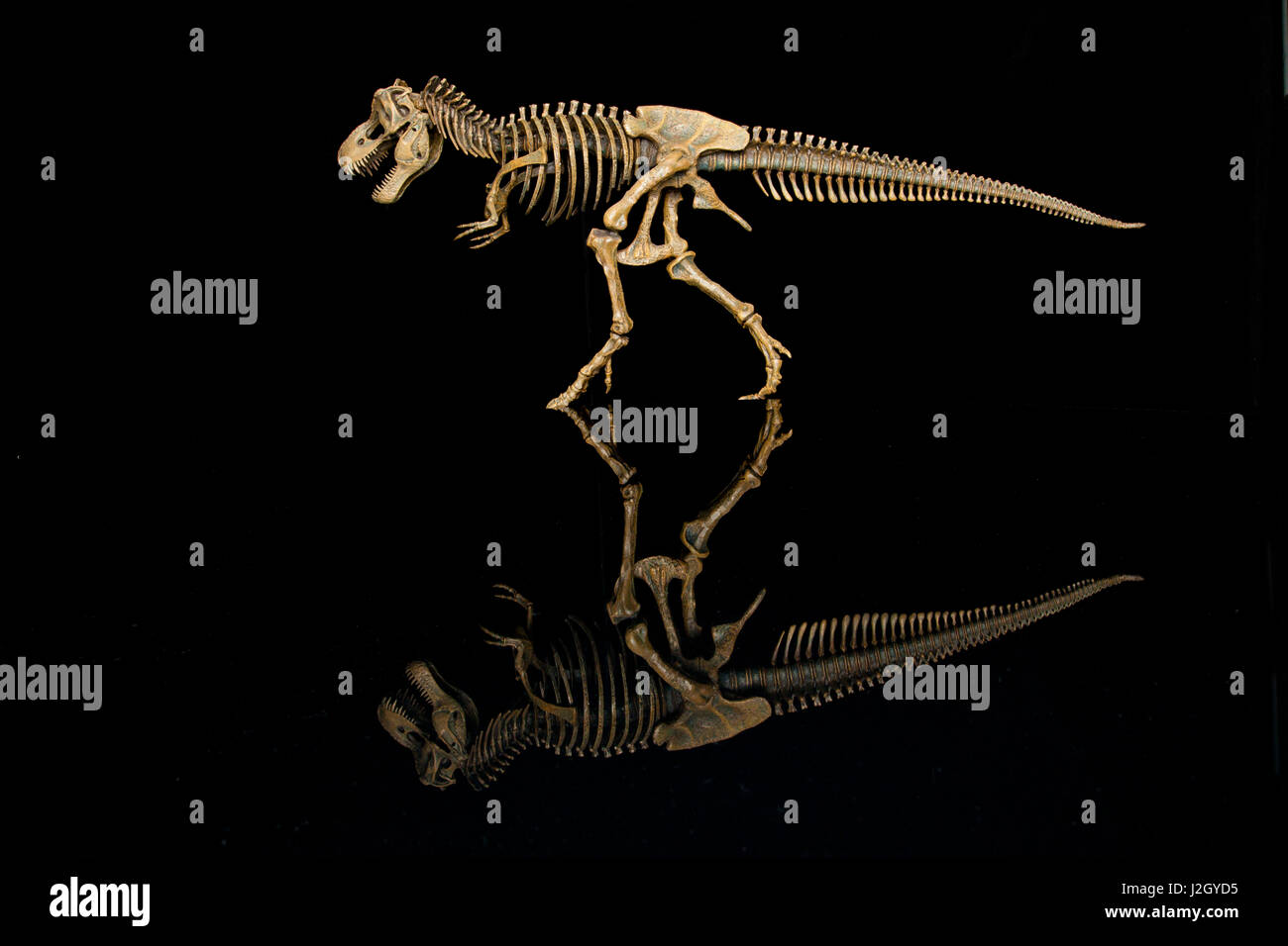 Stati Uniti d'America, Tennessee. T-rex replica dello scheletro di riflessione. Credito come: Jim Zuckerman Jaynes / Galleria / DanitaDelimont.com Foto Stock