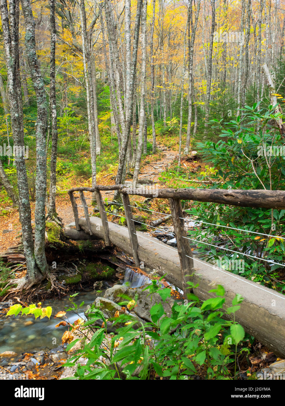 Tennessee, Great Smoky Mountains National Park, allume Grotta Bluffs trail lungo la grotta di allume Creek Foto Stock