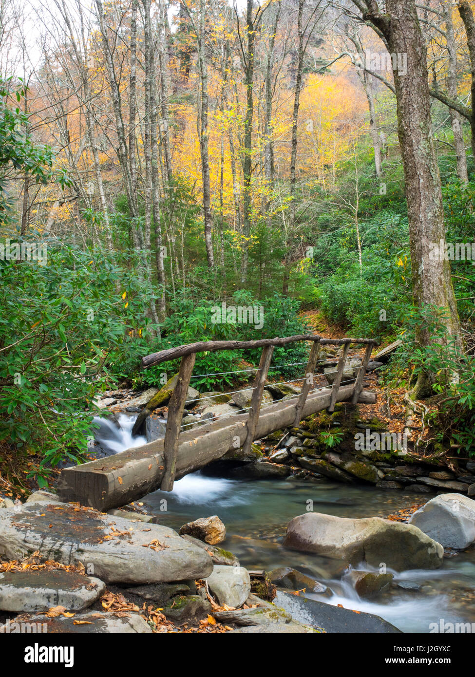 Tennessee, Great Smoky Mountains National Park, allume Grotta Bluffs trail lungo la grotta di allume Creek Foto Stock