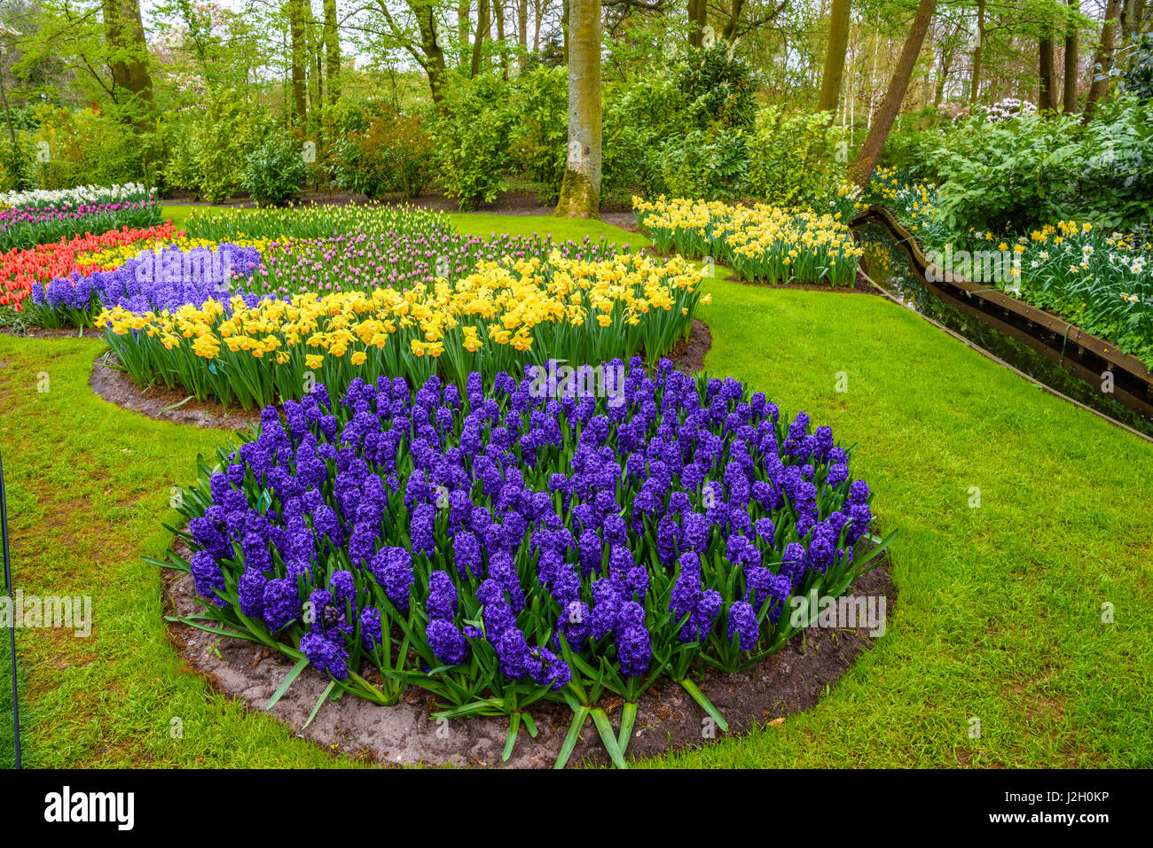 Nuovo inizio della primavera rosa, viola, bianco Bulbi di giacinto. Aiuola  con giacinti nel parco Keukenhof Lisse, Holland, Paesi Bassi Foto stock -  Alamy