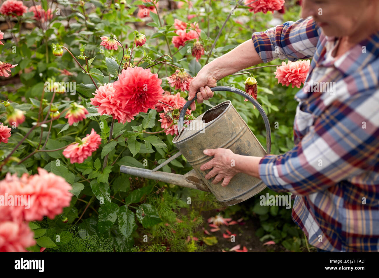 Senior donna fiori di irrigazione al giardino estivo Foto Stock