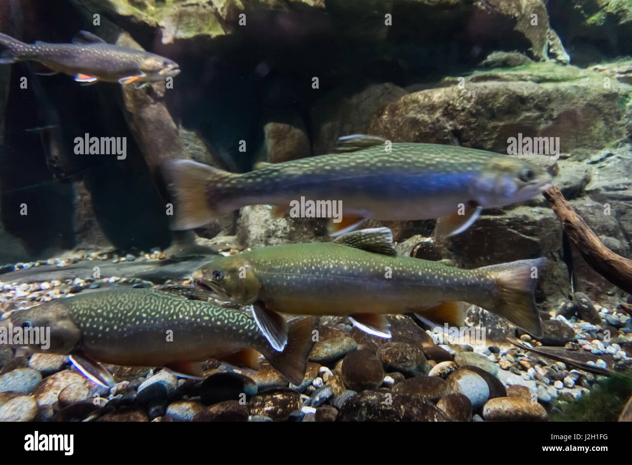 Immagine subacquea di trota di mare. Trota di fiume Foto Stock