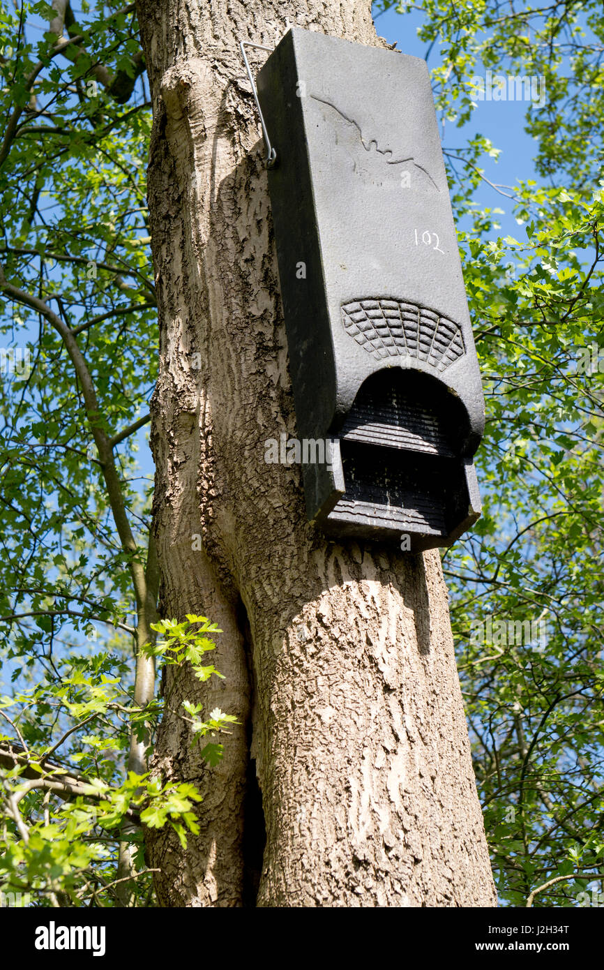 Grande bat scatola fissata ad un albero in un legno Foto Stock