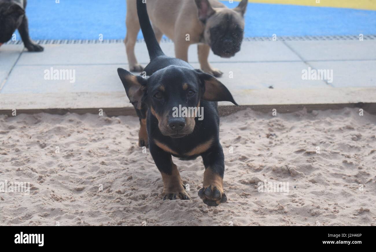 Un Wickford basata sulla carità del cane ha svelato un nuovo cucciolo parco giochi che offrono i più giovani nella sua cura un luogo sicuro per divertirsi e frolics. Il nuovo spazio trae ispirazione da un parco giochi per bambini completo con colori luminosi, una buca di sabbia, agilità in miniatura le attrezzature e le gallerie e una morbida superficie di gioco. Come parte del loro programma di sviluppo, il gioco haven verranno utilizzati per aiutare i cuccioli diventano più abituati alla grande a livello mondiale, offrendo loro un eccitante e luogo sicuro per giocare. I primi residenti a prova il nuovo parco giochi sono stati sei Bouledogue Francesi, due Dachshunds e un Chow Chow cucciolo Foto Stock