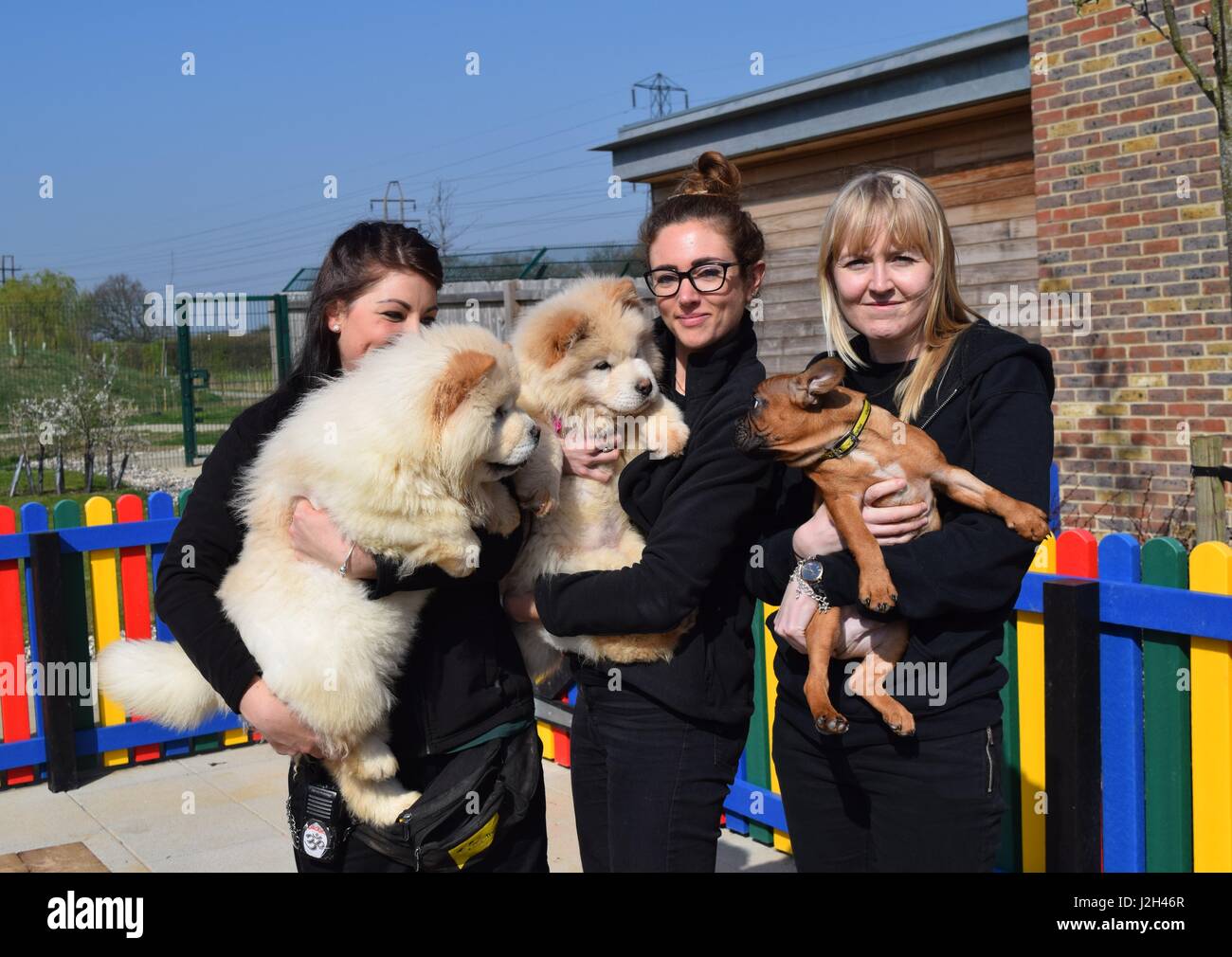 Un Wickford basata sulla carità del cane ha svelato un nuovo cucciolo parco giochi che offrono i più giovani nella sua cura un luogo sicuro per divertirsi e frolics. Il nuovo spazio trae ispirazione da un parco giochi per bambini completo con colori luminosi, una buca di sabbia, agilità in miniatura le attrezzature e le gallerie e una morbida superficie di gioco. Come parte del loro programma di sviluppo, il gioco haven verranno utilizzati per aiutare i cuccioli diventano più abituati alla grande a livello mondiale, offrendo loro un eccitante e luogo sicuro per giocare. I primi residenti a prova il nuovo parco giochi sono stati sei Bouledogue Francesi, due Dachshunds e un Chow Chow cucciolo Foto Stock