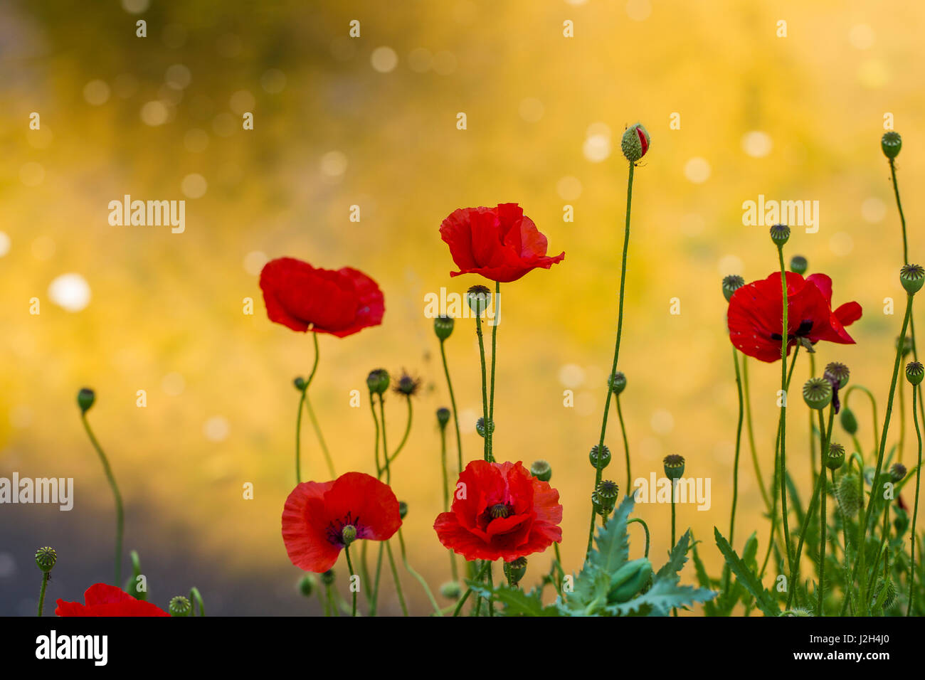 Papavero rosso dei fiori per Anzac Day Foto Stock