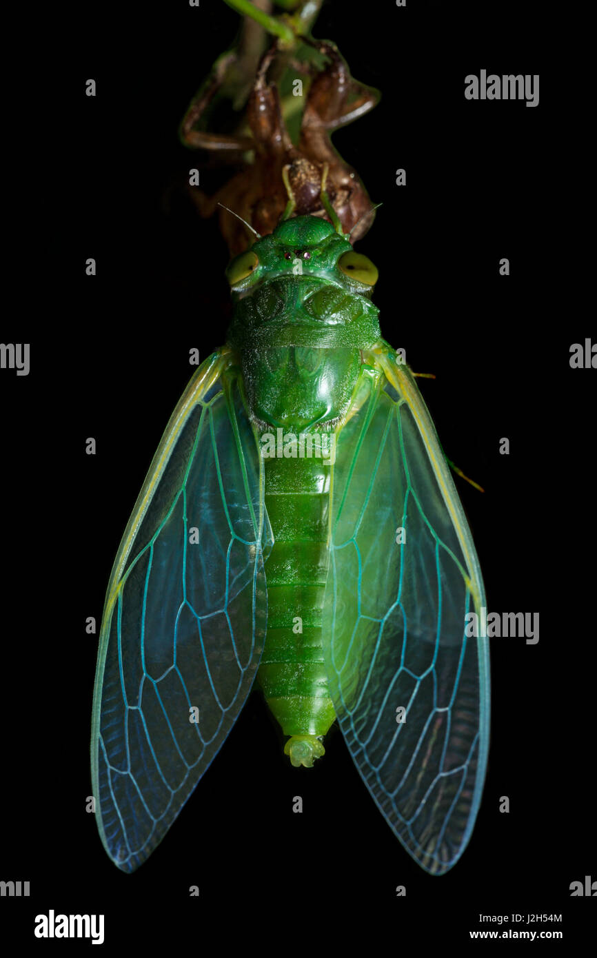 Verde giada Cicala (Dundubia vaginata). Turchese-blu fluidi corporei o haemolymph riempire l'ala vene delle ali di espanso. Malaysia. Foto Stock