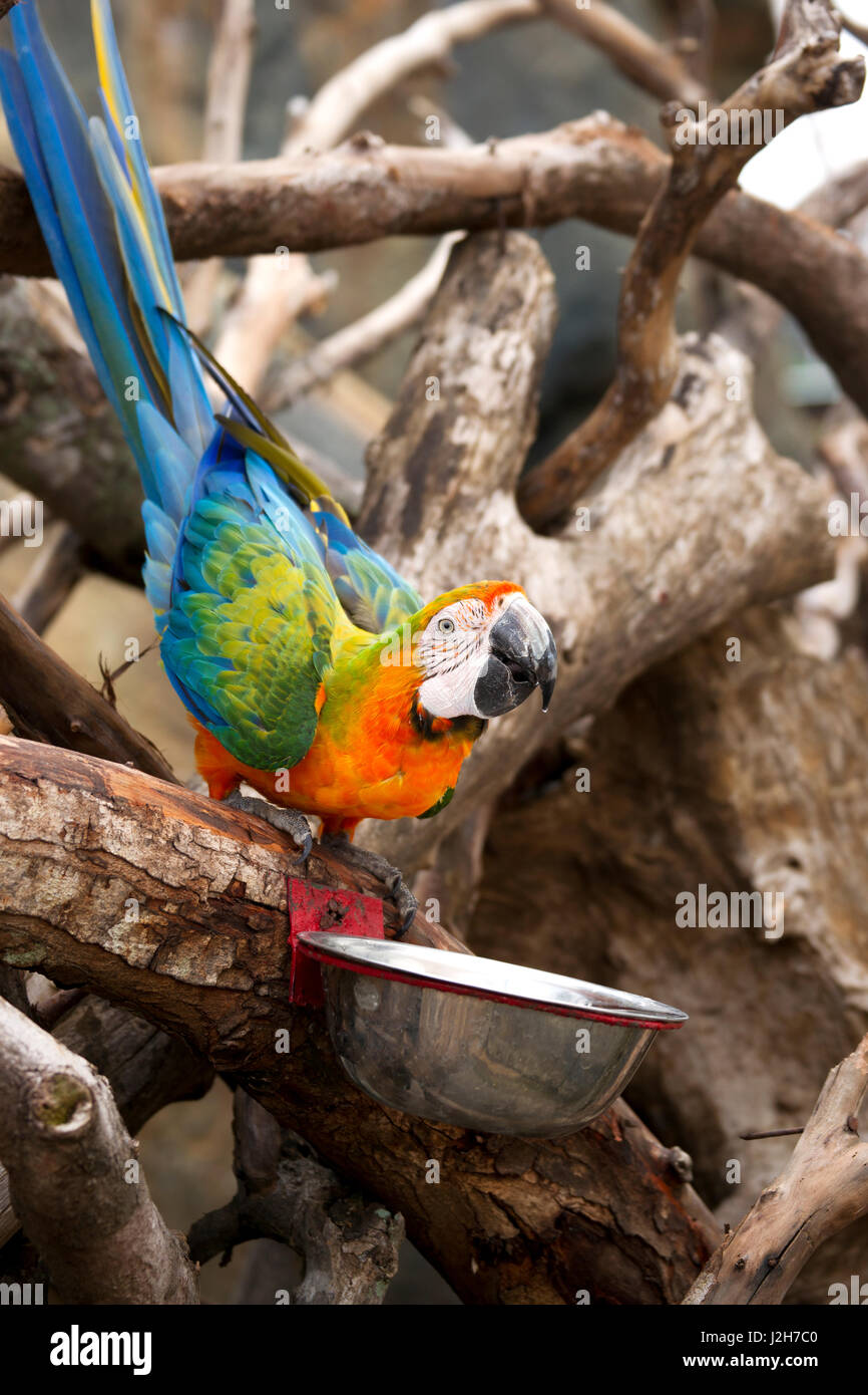 Orange blue parrot seduto sul ramo di legno acqua potabile dalla coppa di giorno. Foto Stock