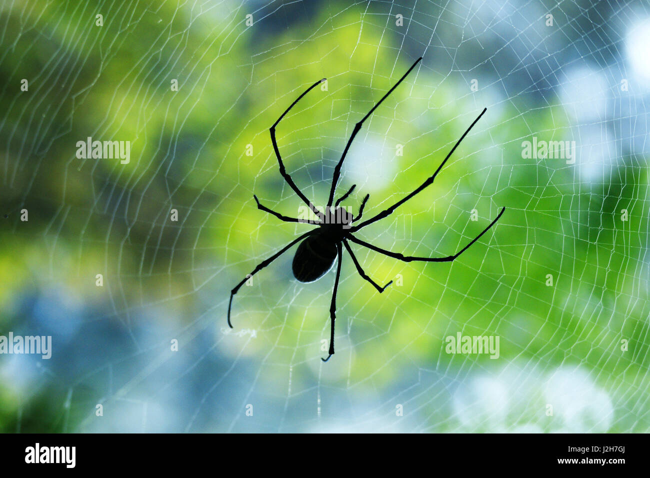 Silhouette sottile nero spider seduti e in attesa sulla sua preda nel mezzo del suo web al mattino. Foto Stock