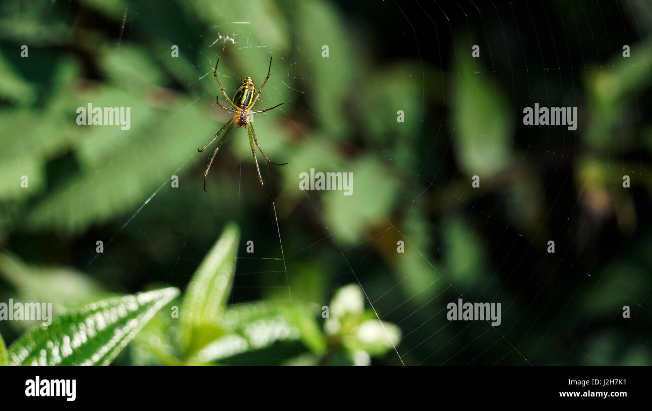 Giallo verde sottile colorato spider seduti e in attesa sulla sua preda nel mezzo del suo web al giorno. Foto Stock