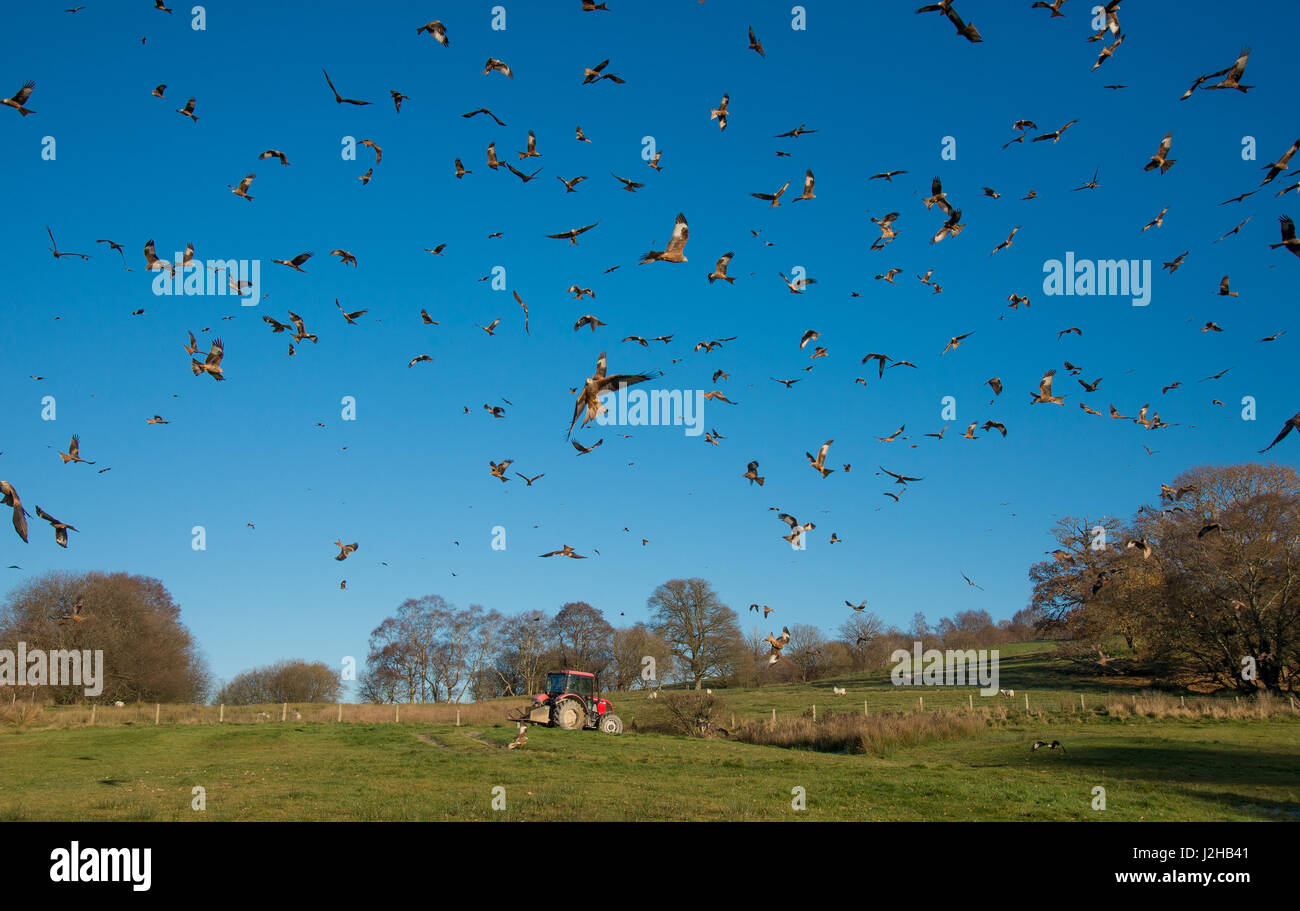 Un Rosso aquiloni a Gigrin Farm, Rhayader, POWYS, GALLES. Foto Stock