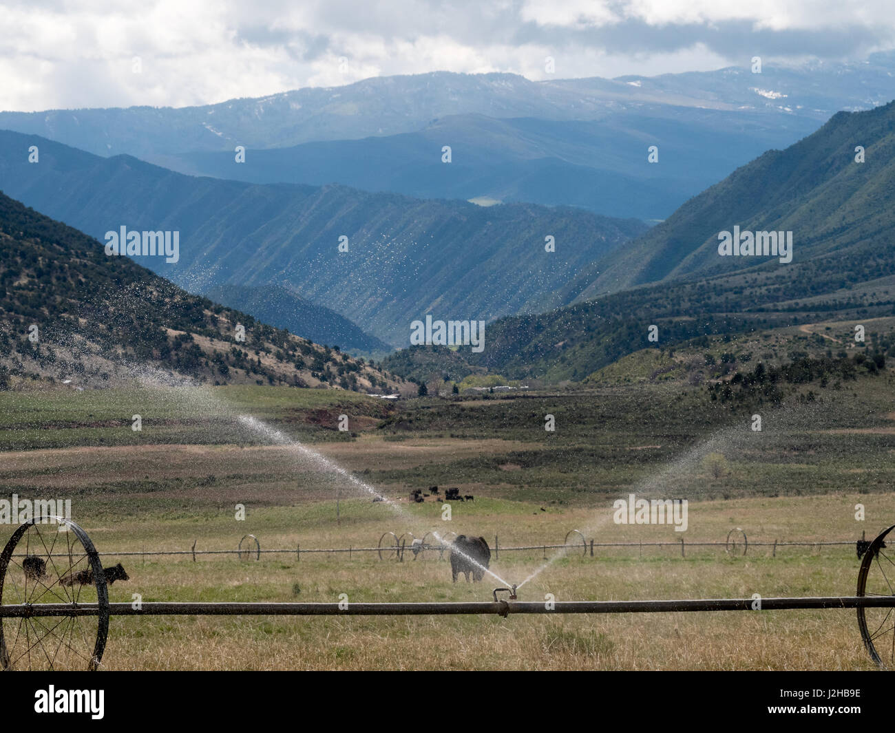 Scena pastorale comprese le vacche, montagne distanti Foto Stock