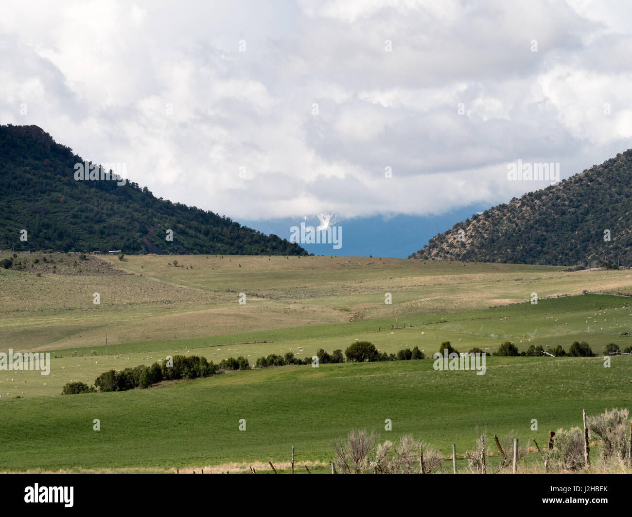 Scena pastorale comprendenti pecore, high desert hills,montagne distanti Foto Stock