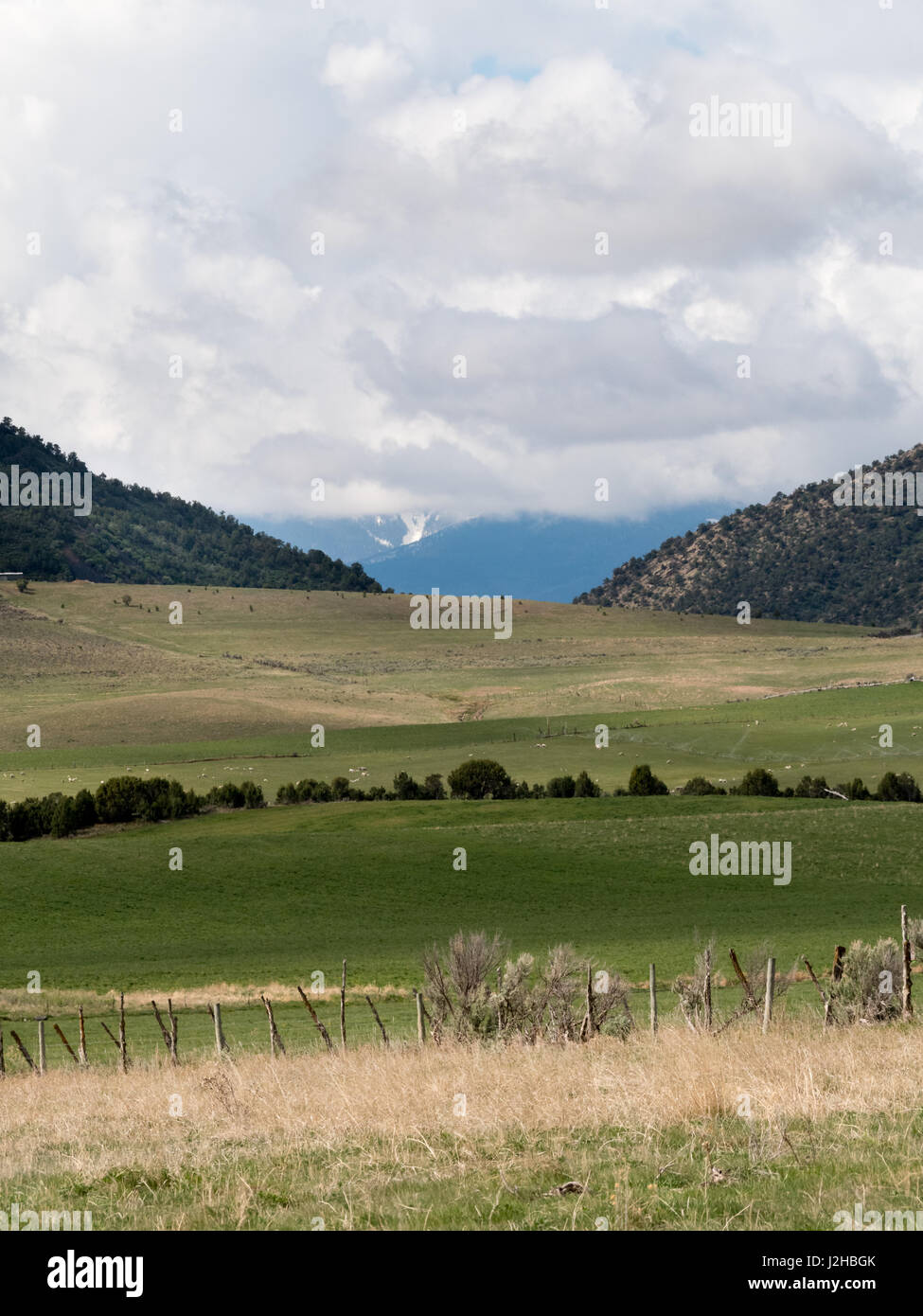 Scena pastorale comprendenti pecore recinto, montagne distanti Foto Stock