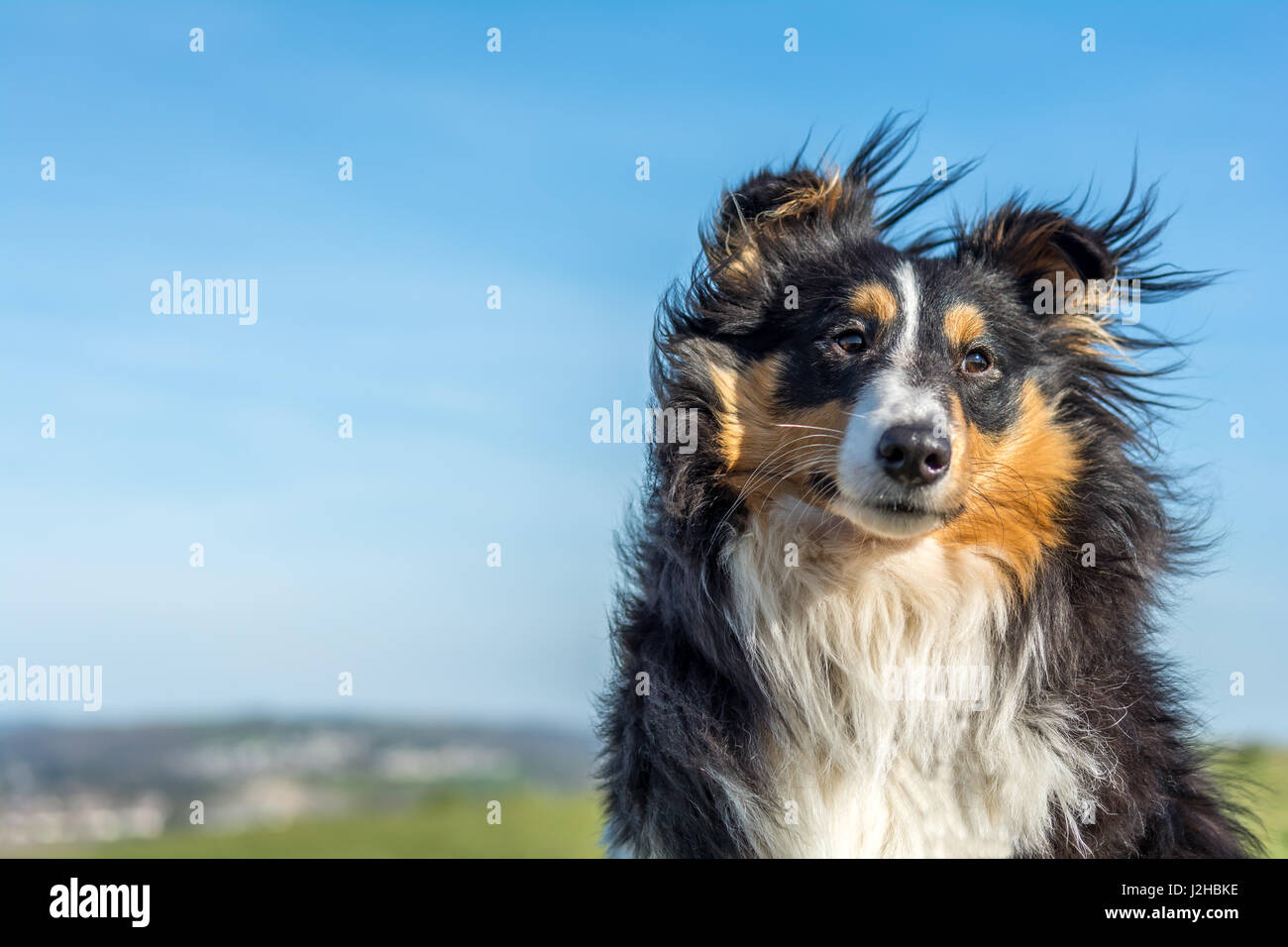 Shetland Sheepdog nel vento Foto Stock