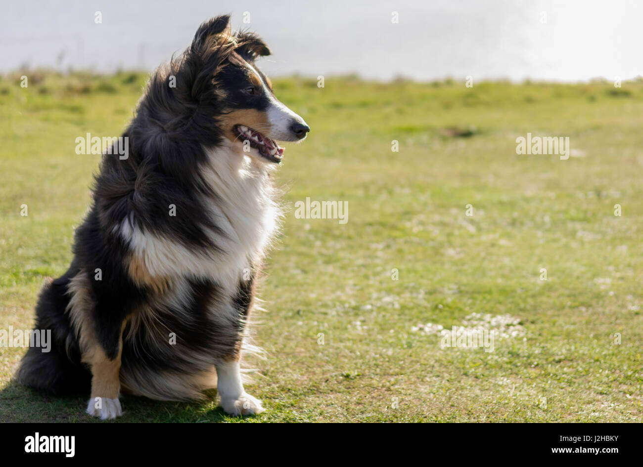 Shetland Sheepdog nel vento Foto Stock