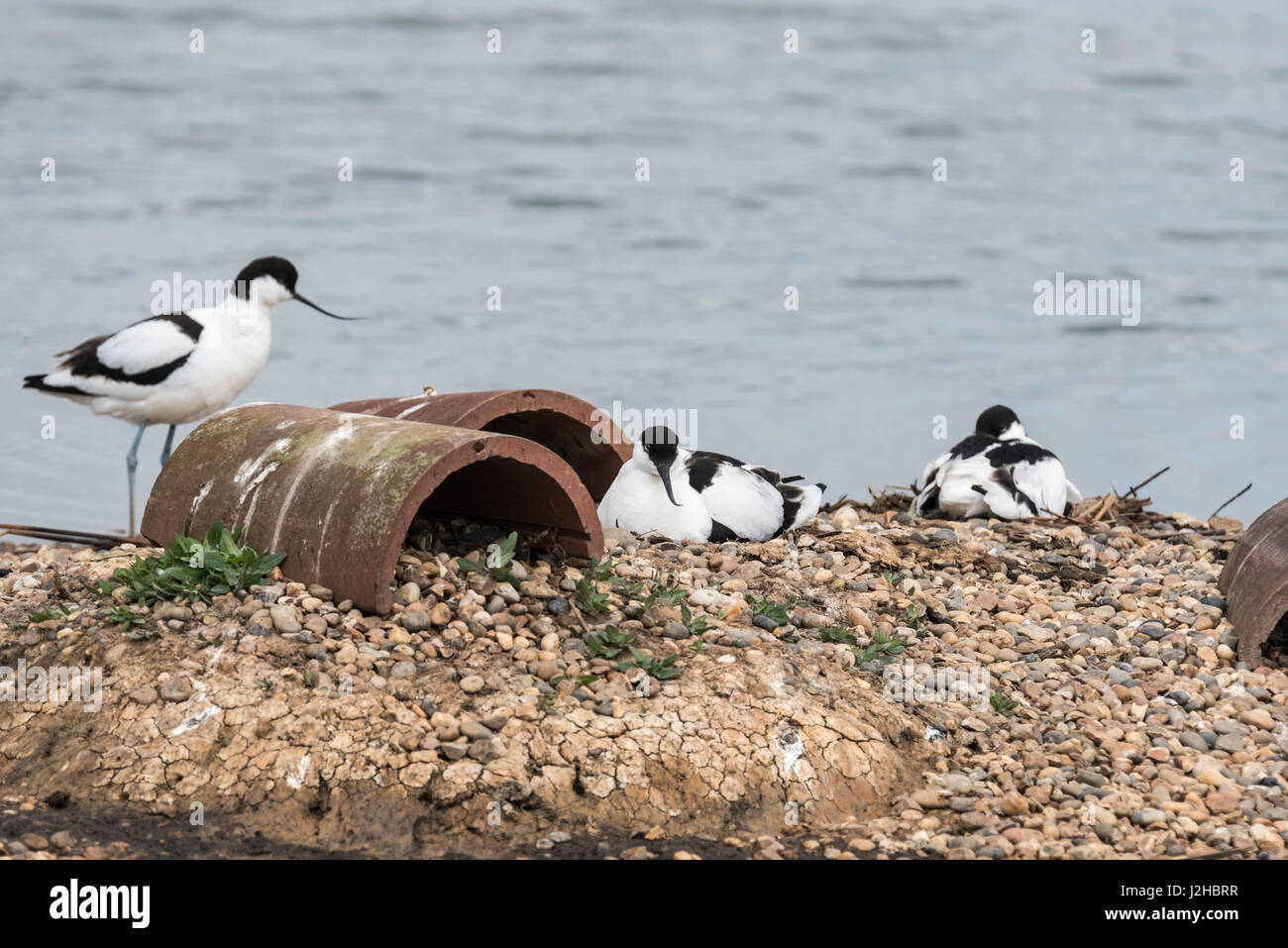 La nidificazione (Avocette Recurvirostra avosetta) Foto Stock
