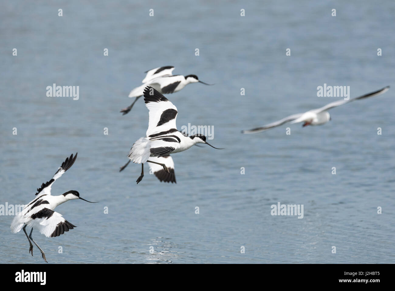 Flying avocette (Recurvirostra avosetta) Foto Stock