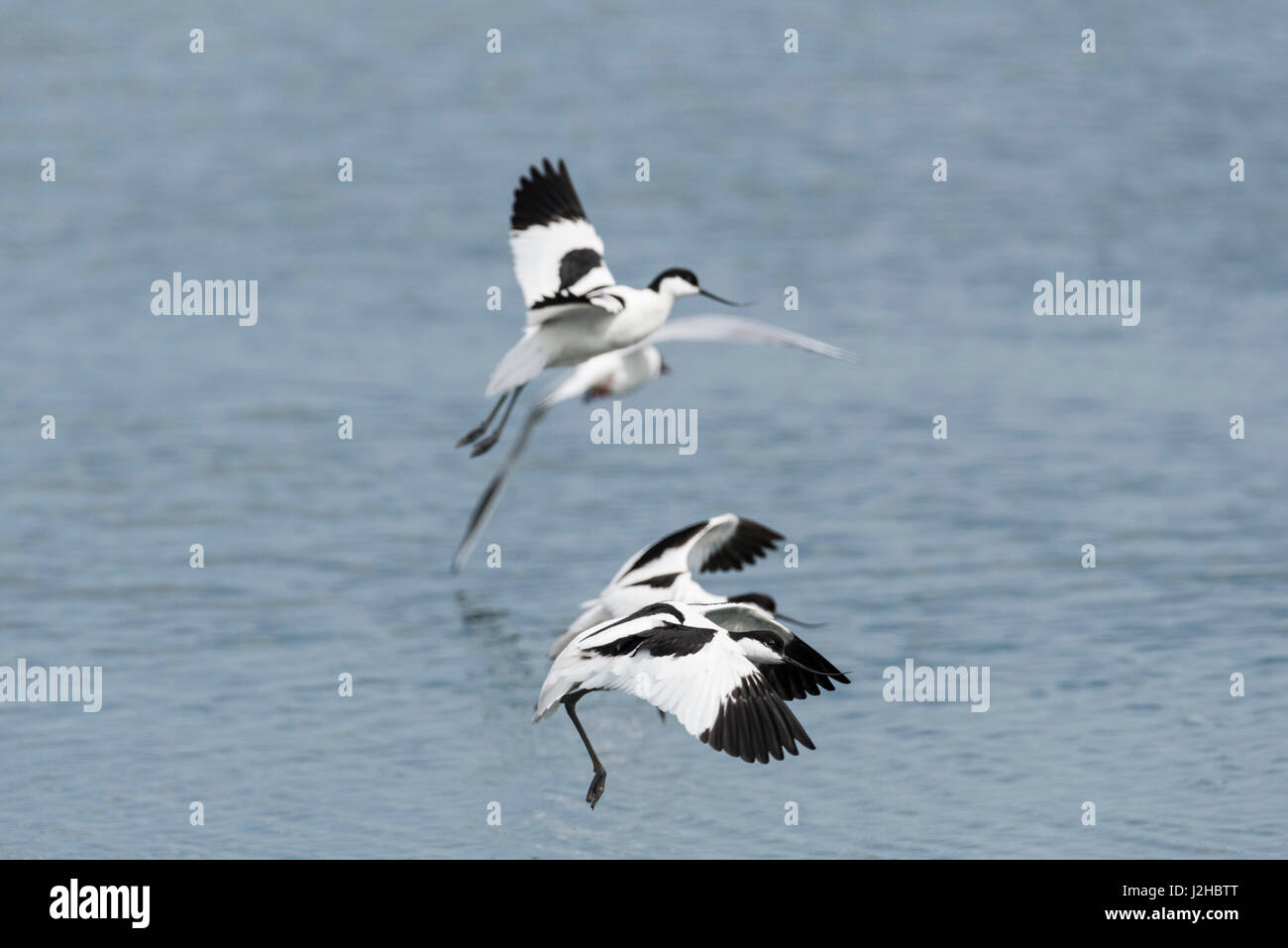 Flying avocette (Recurvirostra avosetta) Foto Stock