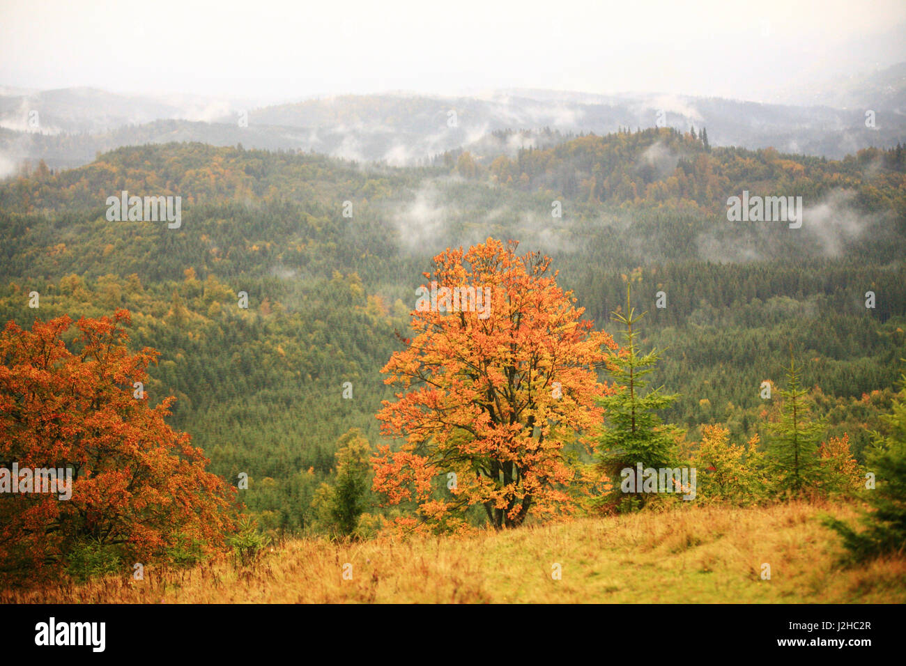 Albero con fogliame colorato sulle colline di montagna. Mattinata nebbiosa in montagna. Misty autunno sfondo. Foto Stock