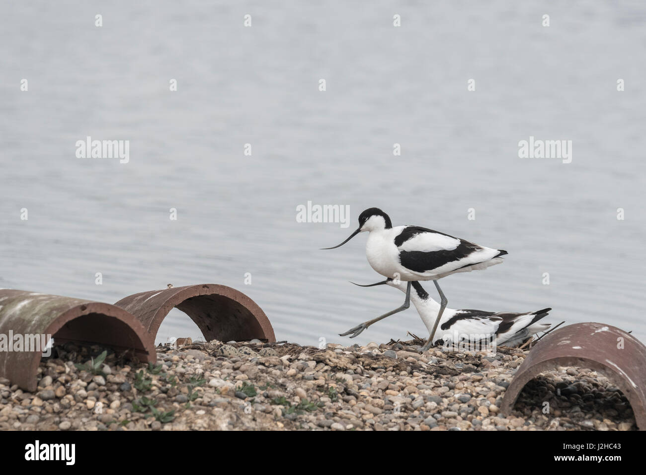 A piedi (Avocetta Recurvirostra avosetta) Foto Stock
