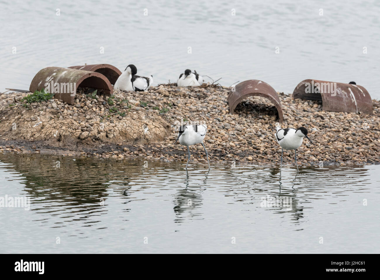 La nidificazione (Avocette Recurvirostra avosetta) Foto Stock