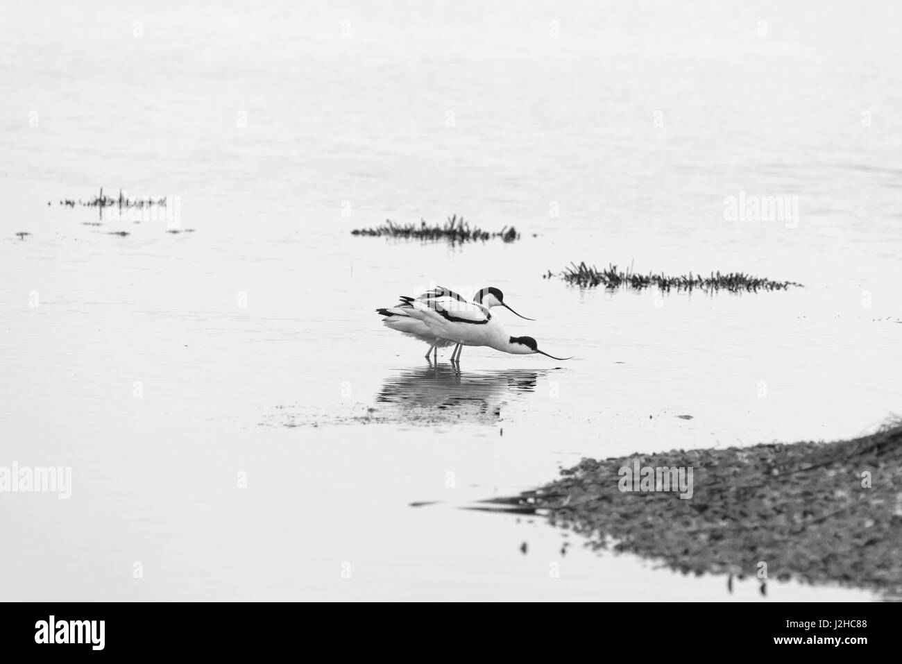 Visualizzazione avocette (Recurvirostra avosetta) Foto Stock