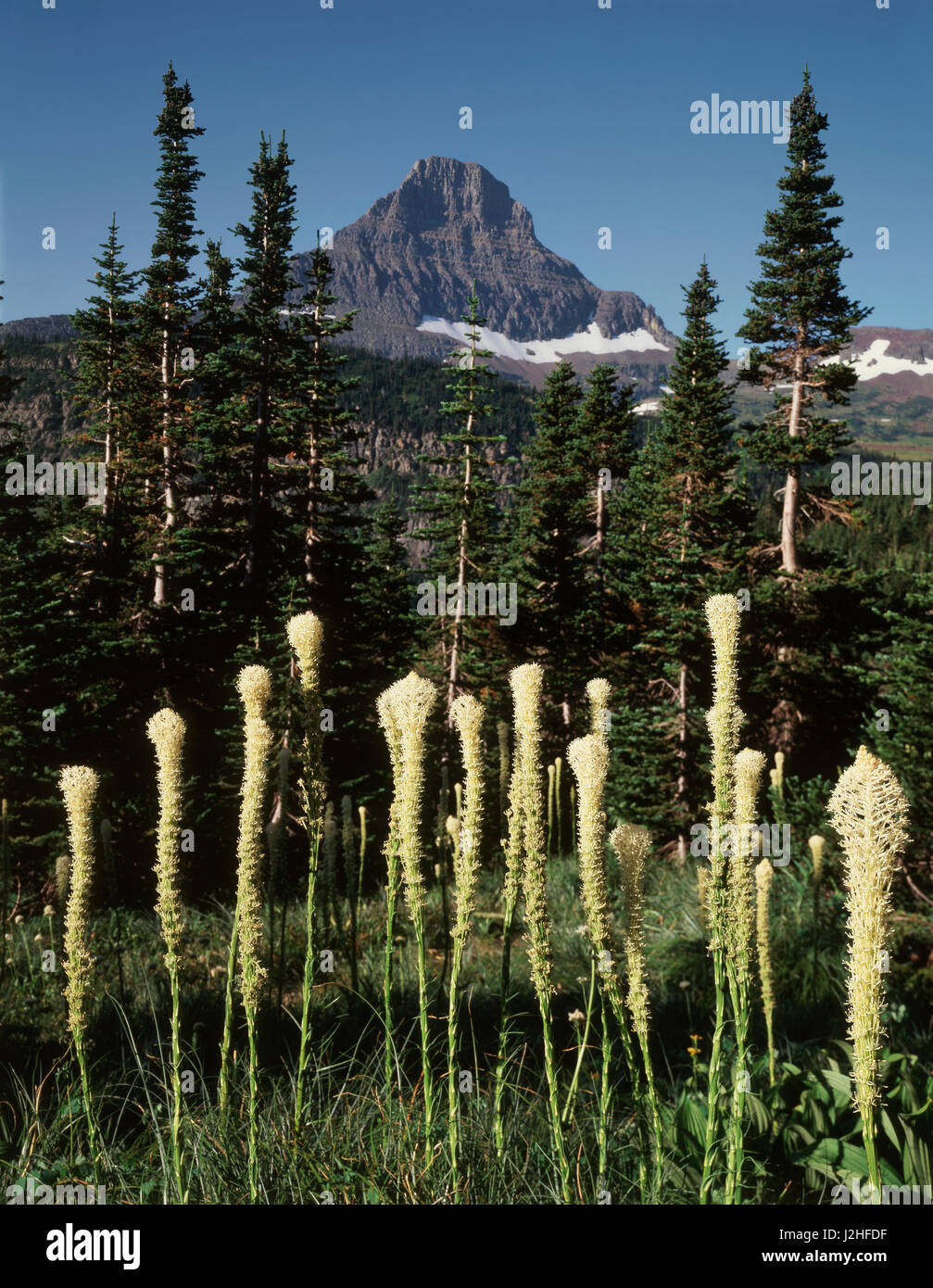 Stati Uniti d'America, Montana, il Parco Nazionale di Glacier, Orso erba (Xerophyllum tenax) Fiori Selvatici (formato di grandi dimensioni disponibili) Foto Stock