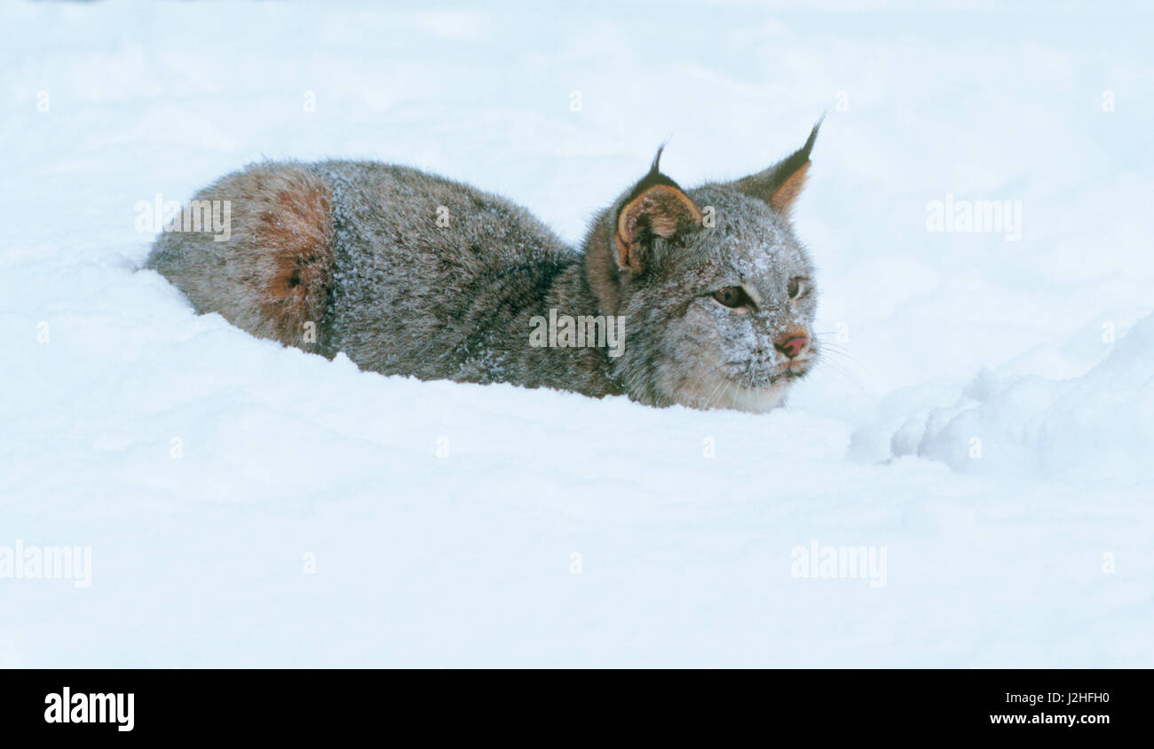 Un Canadese (Lynx Lynx canadensis) pause nella neve. Foto Stock